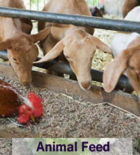 Animal Feed